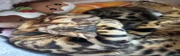 Bengal cats for sale: Baby pure bengal male  - Advert 14