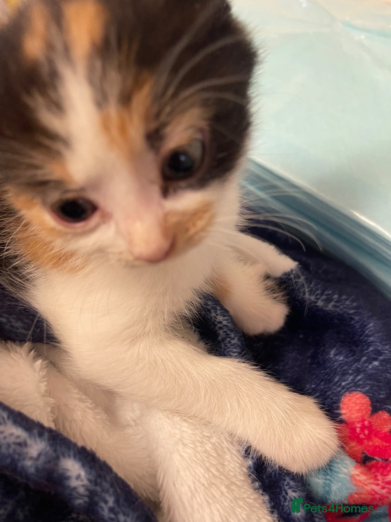 Mixed Breed cats Beautiful Calico kittens  - Advert 16