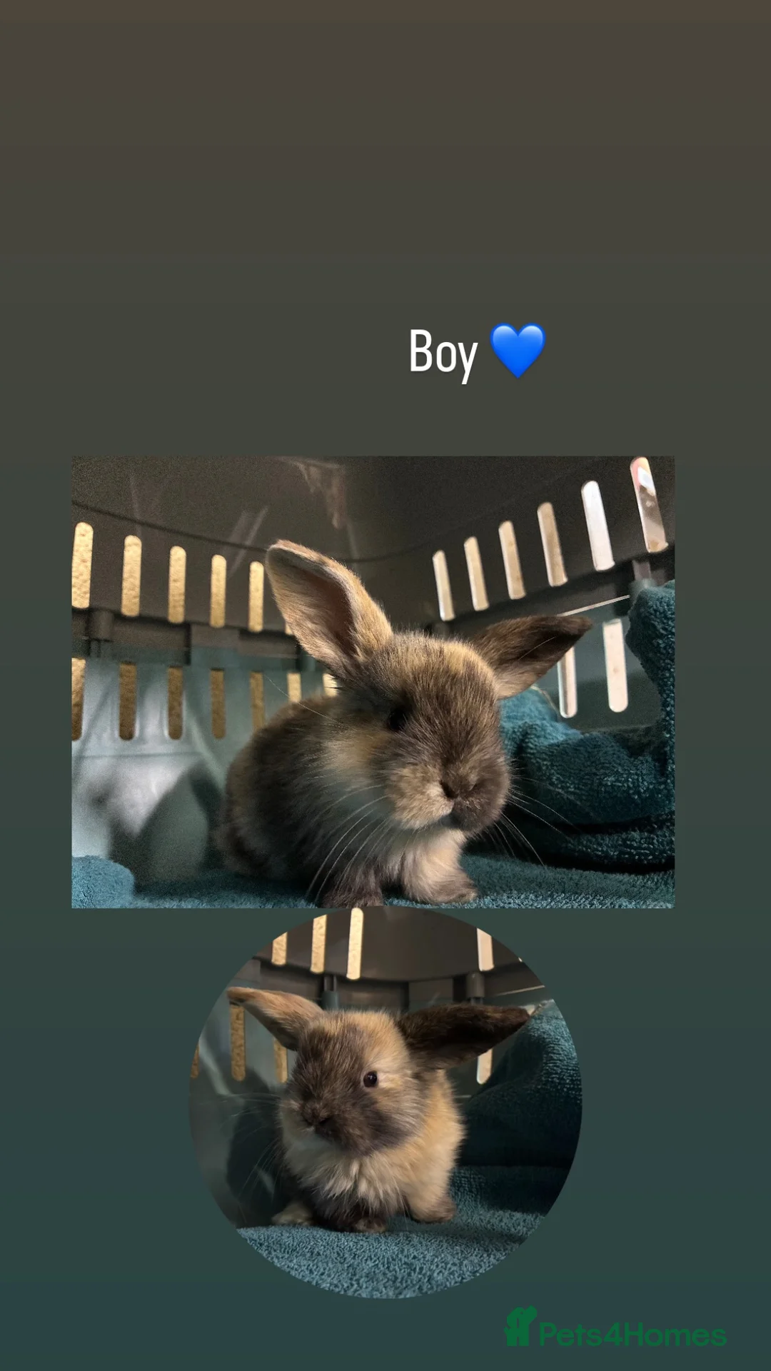 Mini Lop rabbits for sale: Mini Lop Bunnies in Mansfield - Advert 19
