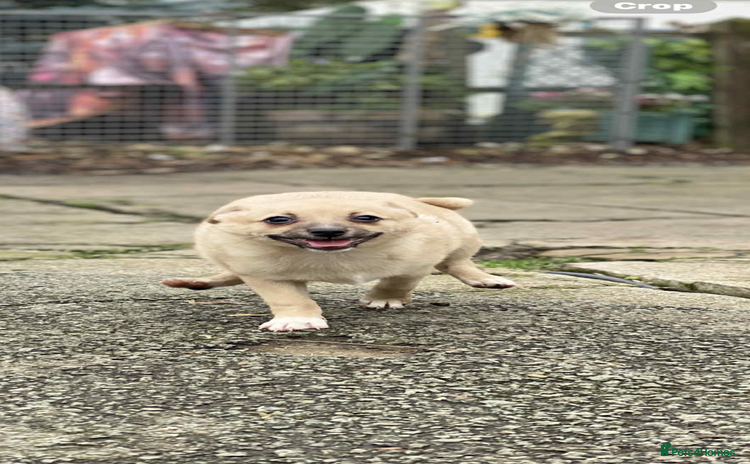 Mixed Breed dogs - Advert 1