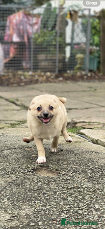 Mixed Breed dogs - Advert 1