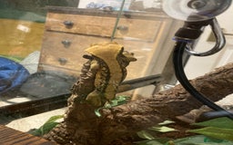 Gecko reptiles for sale: Crested Gecko and set up - Image 3
