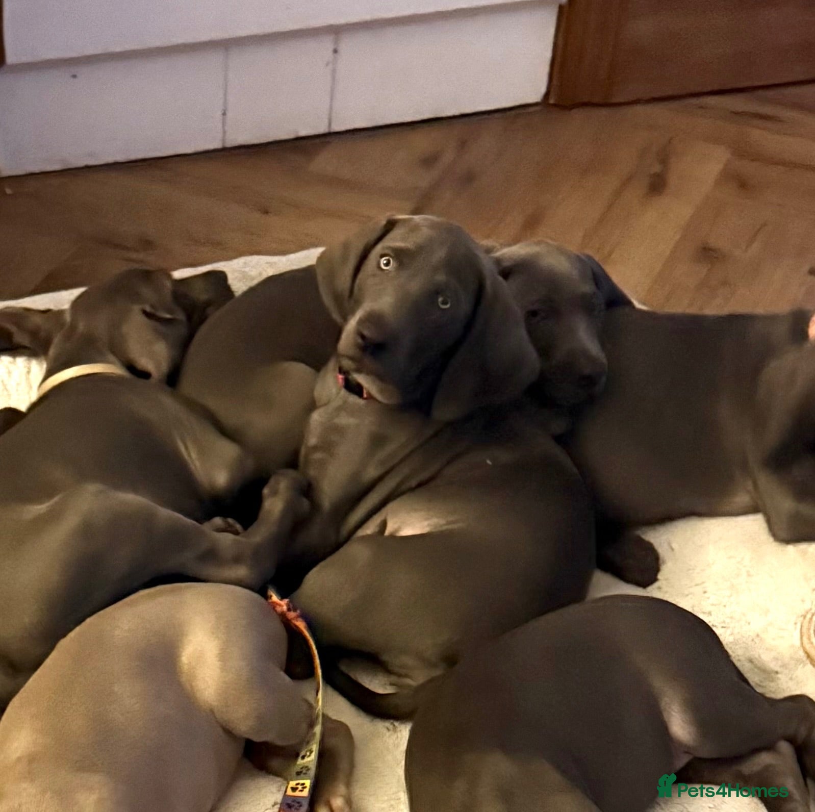 Weimaraner dogs KC Reg Weimaraner Puppies Silver & Blue - Advert 2