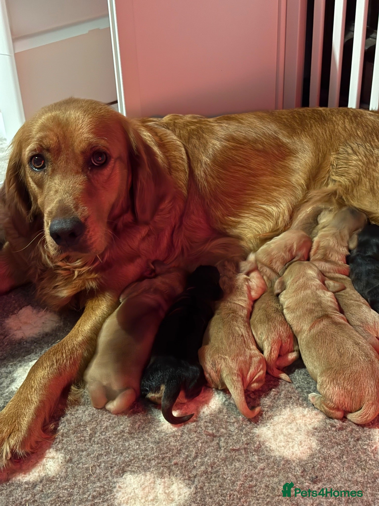 Mixed Breed dogs Mini golden retrievers ( DAKOTA SPORT RETRIEVERS)  - Advert 1