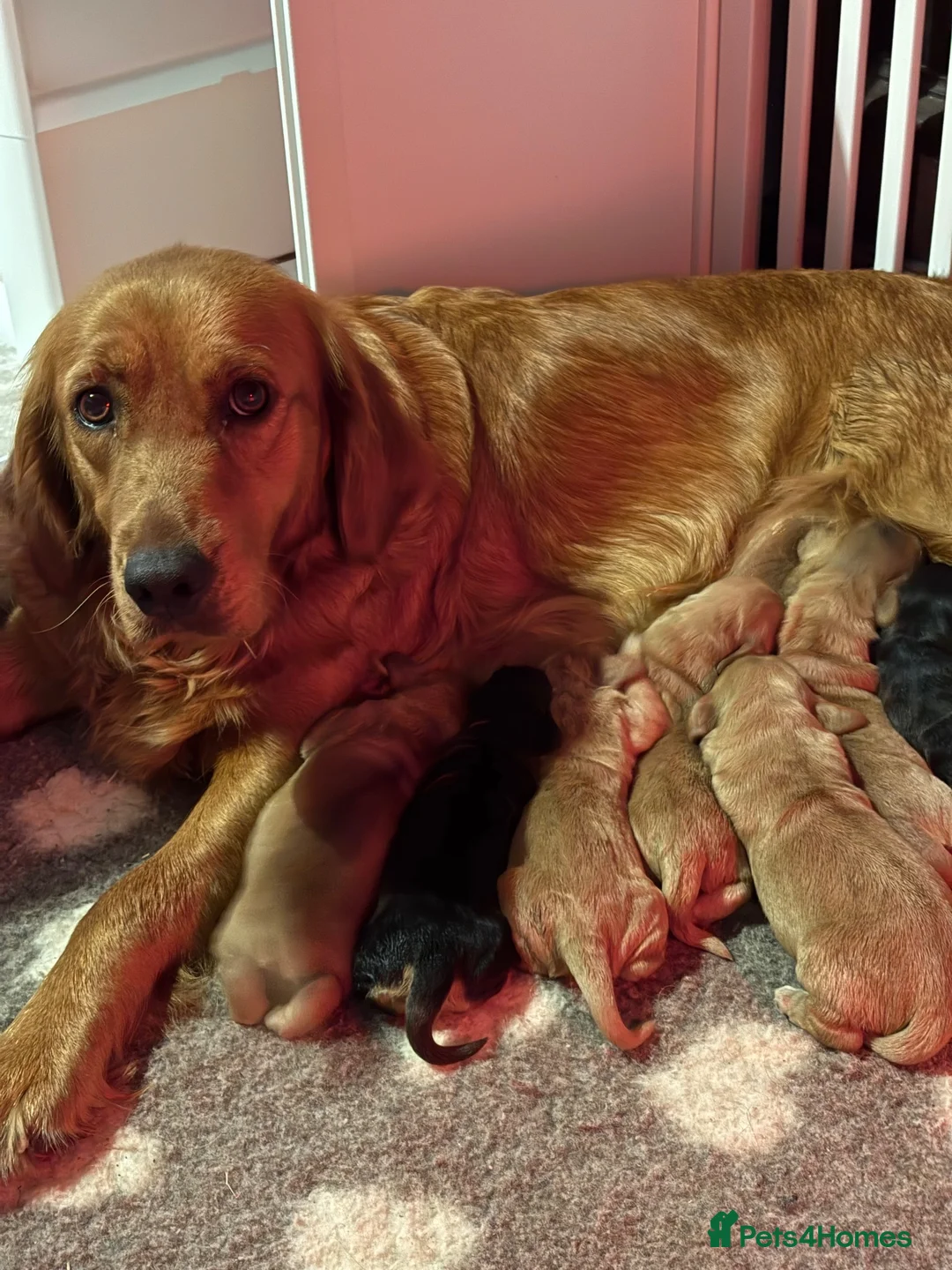 Mixed Breed dogs for sale: Mini golden retrievers ( DAKOTA SPORT RETRIEVERS)  - Advert 1