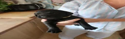 Cockerdor dogs for sale: A beautiful litter of 7 Cockadors in Colchester - Advert 19