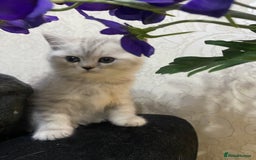 British Shorthair cats for sale: Pure breed British shorthair kittens - Image 6
