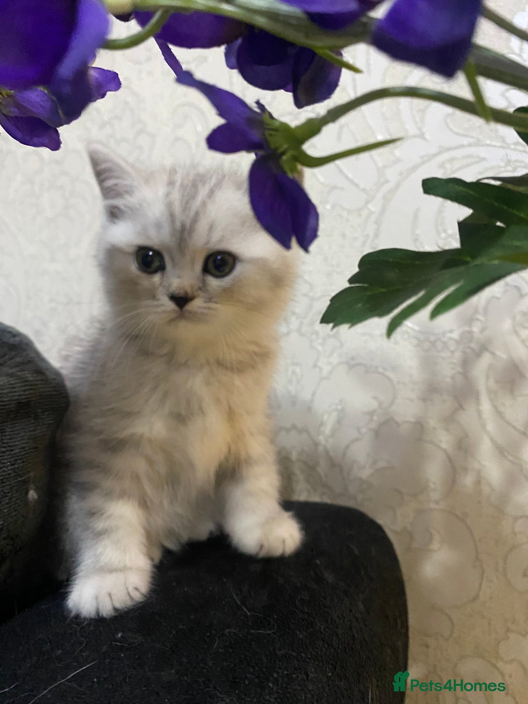 British Shorthair cats for sale: Pure breed British shorthair kittens - Image 6