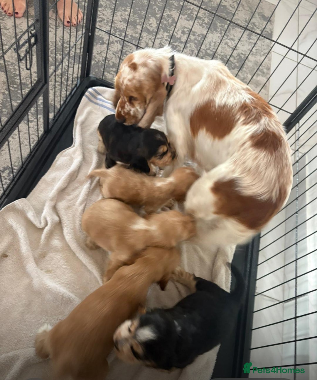 Cocker Spaniel dogs for sale: Kc show cocker spaniels with 5 week free insurance - Advert 8