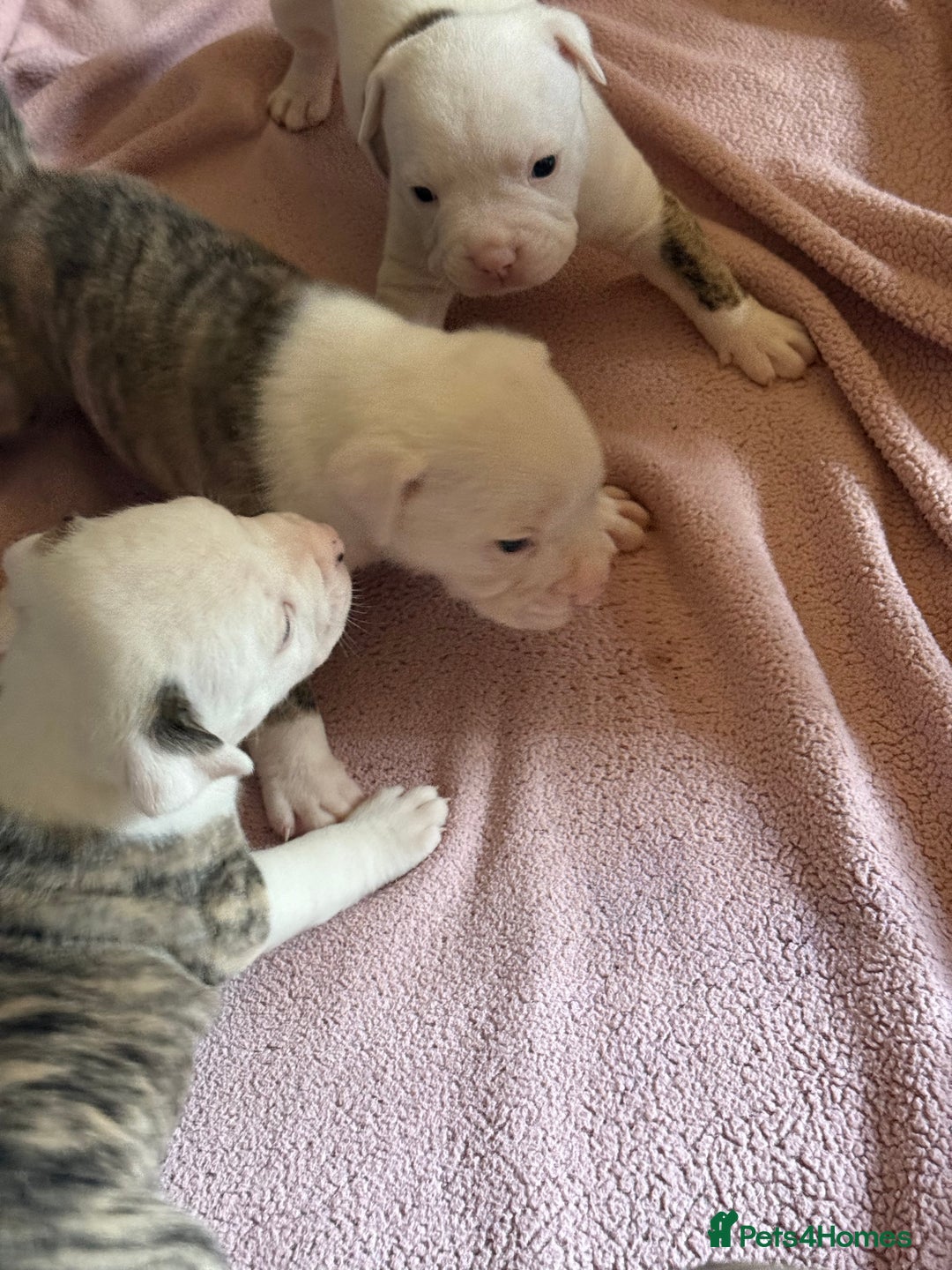 American Bulldog dogs for sale: American bulldog puppies - Advert 4