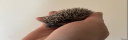 Pygmy Hedgehog rodents for sale: Stunning female hoglets for sale!  - Advert 28