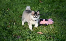 Pomsky dogs for sale: Perfect blue eyed F3 male Pomsky puppy - Advert 7
