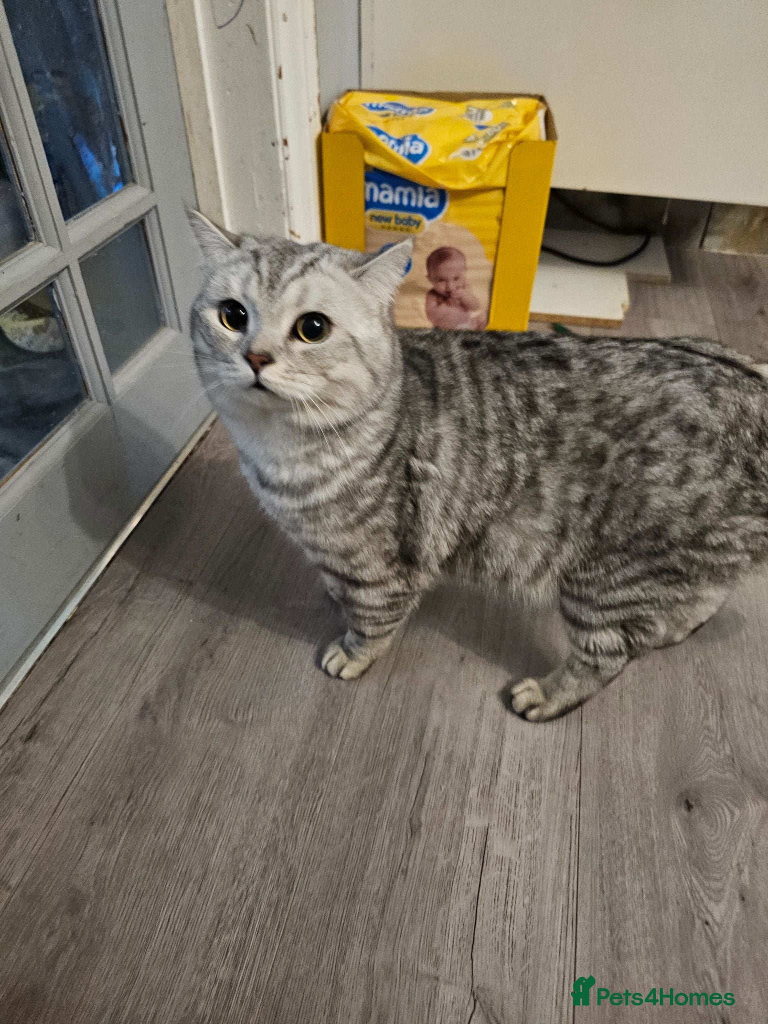 British Shorthair cats Beautiful Pure tabby bsh male "stud only" - Advert 1