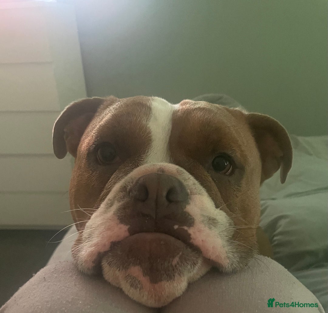 English Bulldog dogs for sale: Victorian bulldog (bruce) - Advert 4