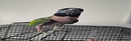 Parakeets birds for sale:  Derbyan Parrot - Advert 4