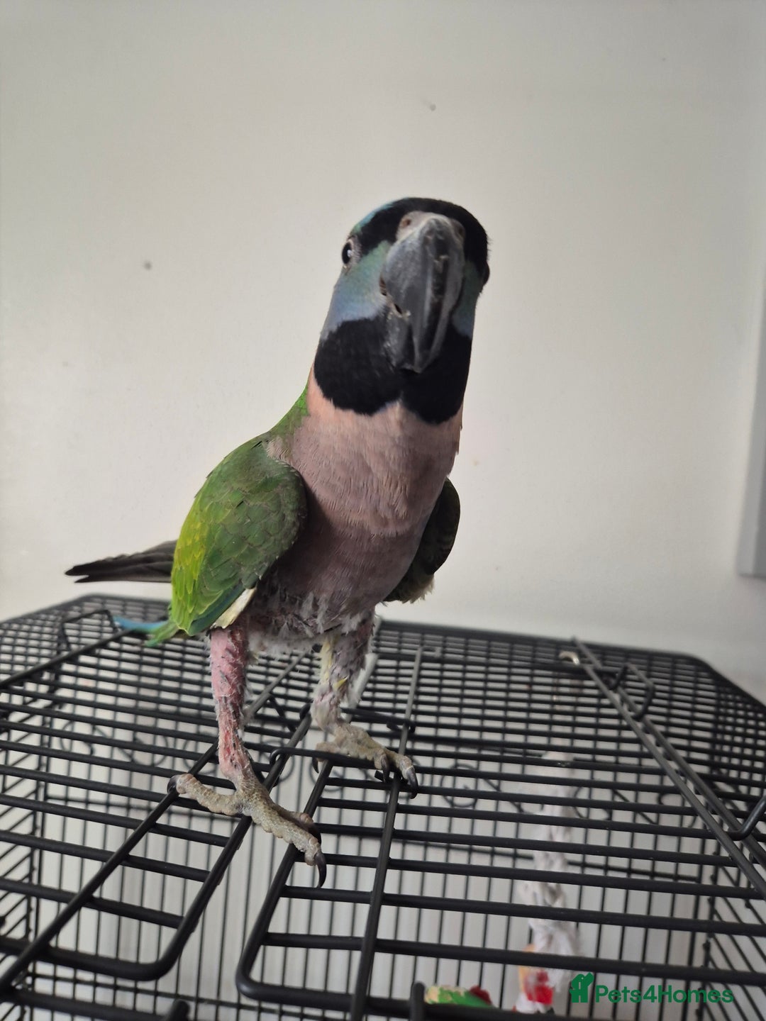 Parakeets birds for sale:  Derbyan Parrot - Advert 4