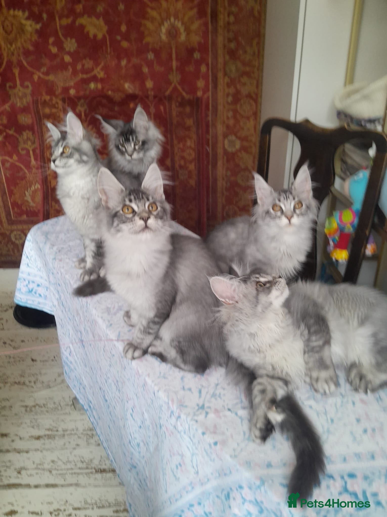 Maine Coon cats Black silver ticked gilrs&boys TICA maine coons - Advert 1