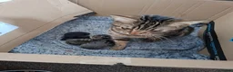 Mixed Breed cats for sale: Black kitten - Advert 2