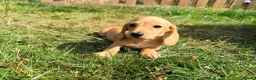 Miniature Dachshund dogs for sale: 5 Mini Smooth & 1 Mini Long Haired Dachshunds - Advert 12