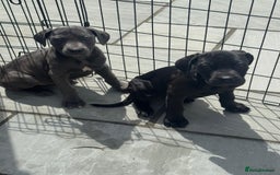 Cane Corso dogs for sale: Cane corso pups  - Image 9