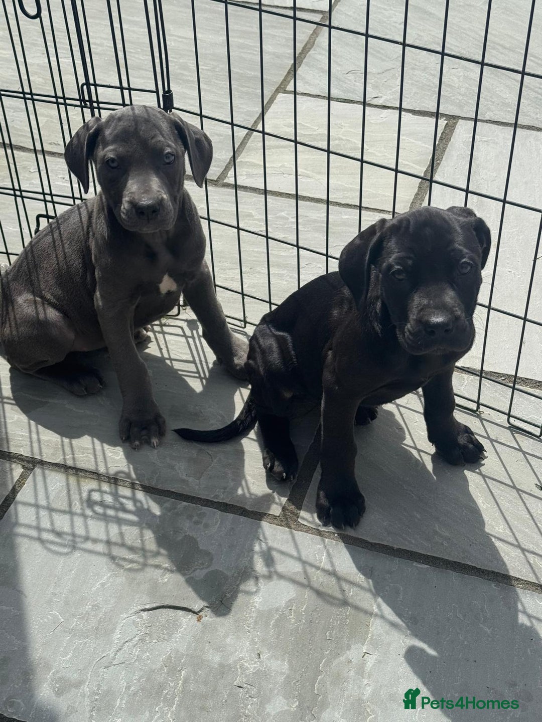 Cane Corso dogs for sale: Cane corso pups  - Image 9