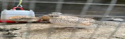 Quail poultry for sale: 8 weeks old jumbo coturnix quails male female - Advert 6