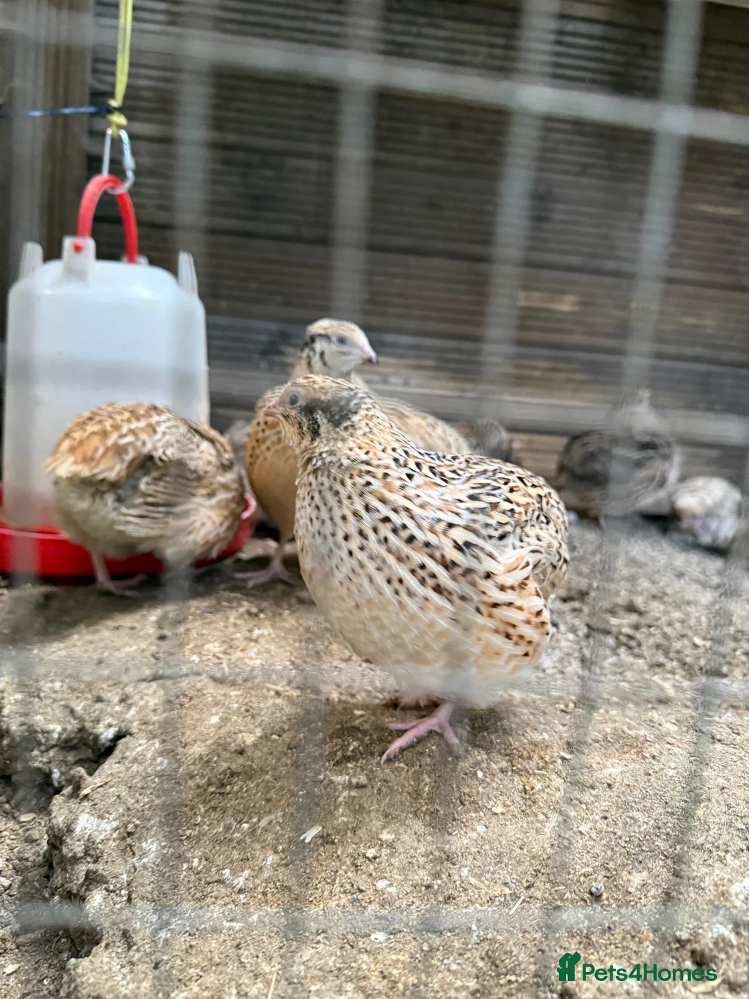 Quail poultry for sale: 8 weeks old jumbo coturnix quails male female - Advert 6
