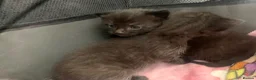 Russian Blue cats for sale: Litter of 4 mixed kittens  - Advert 7