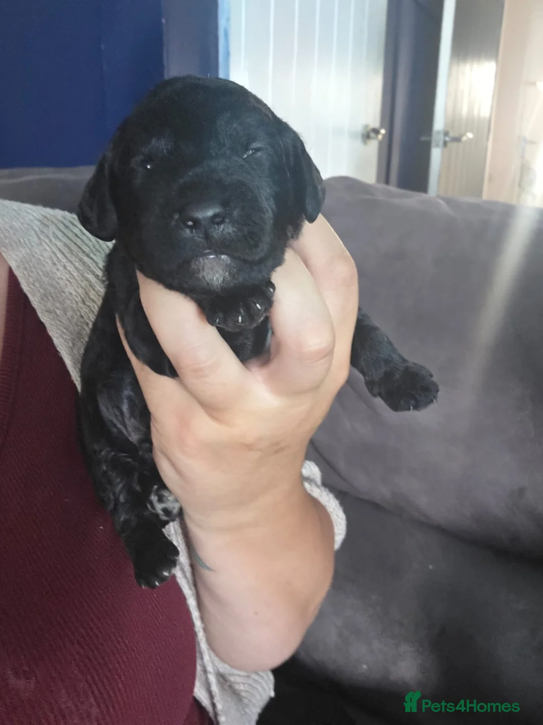 Labradoodle dogs for sale: labradoodles  - Advert 7