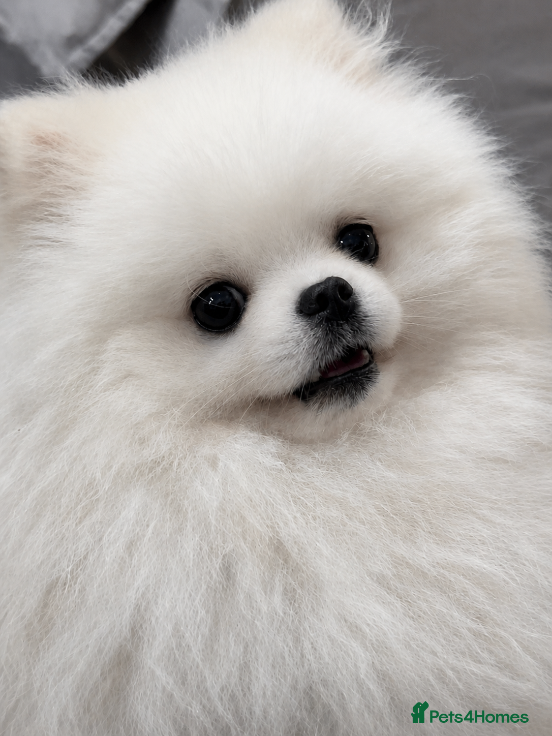 Pomeranian dogs 🌟 PROVEN PREMIUM STUD SERVICE: "KIMCHI" 🌟 - Advert 22