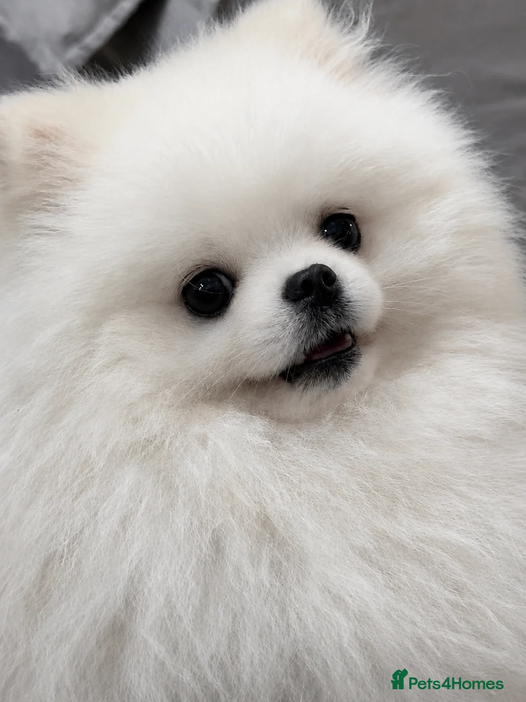 Pomeranian dogs for stud: 🌟 PROVEN PREMIUM STUD SERVICE: "KIMCHI" 🌟 - Advert 1