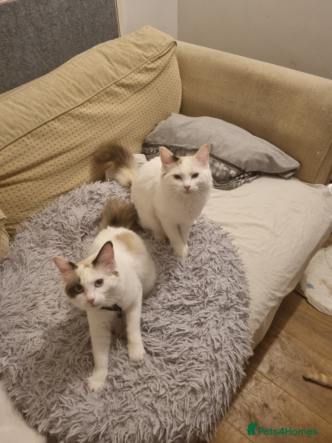 Ragdoll cats for sale: Ragdoll Bicollor girls - Advert 2