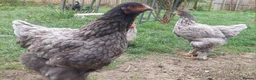 Chickens poultry for sale: chicks and chickens pure breeds - hatching eggs - Advert 4