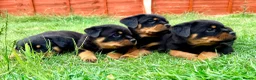 Rottweiler dogs for sale: Beautiful Rottweiler Puppies  in Chessington - Advert 6