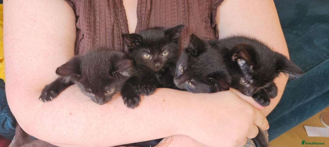British Shorthair cats for sale: Kittens for sale in North Walsham - Advert 4