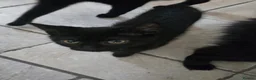 Mixed Breed cats for sale: Black Beauties for Sale - Advert 3