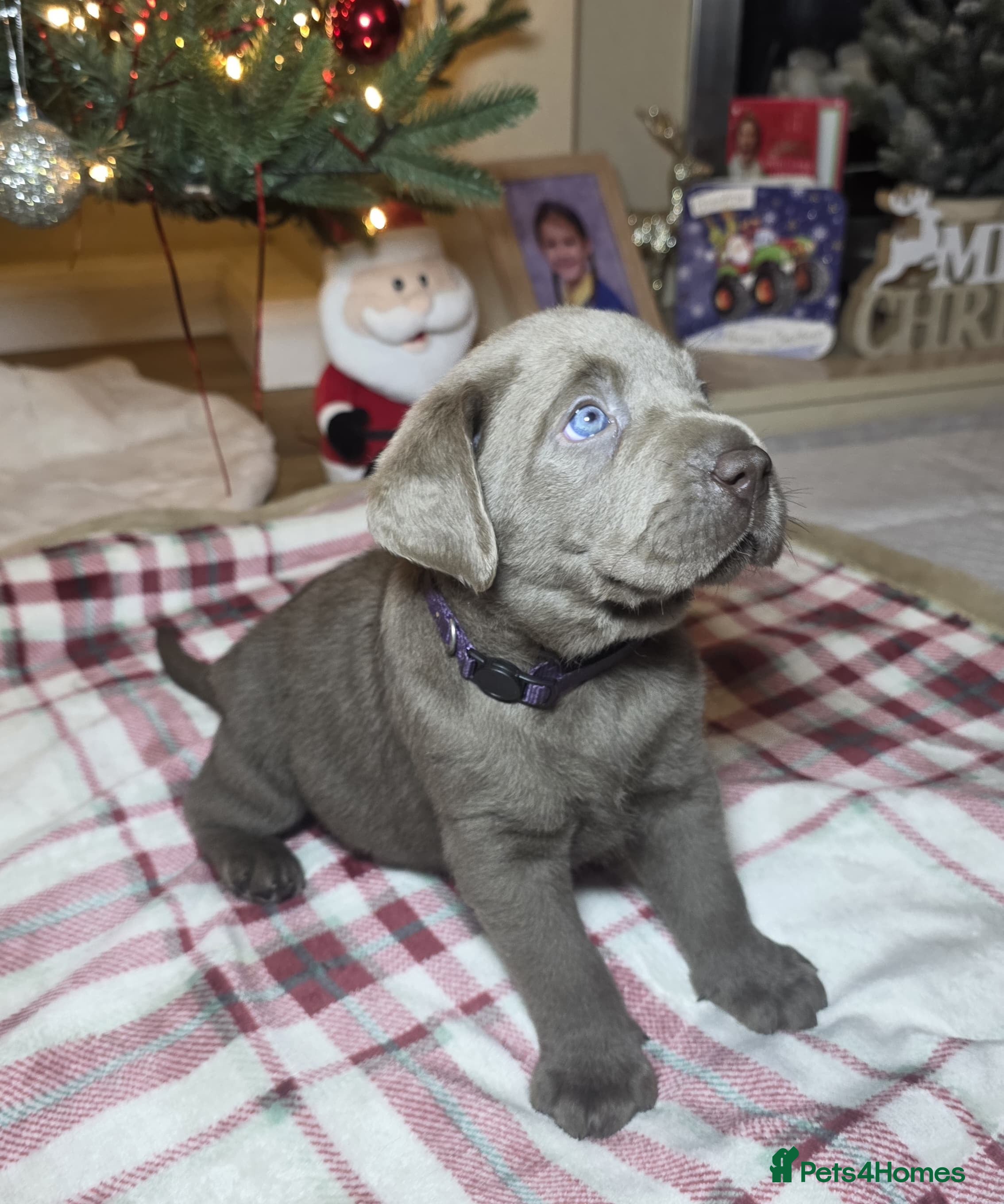 Labrador Retriever dogs Silver Labrador Puppy - Fully Health Tested - Advert 1