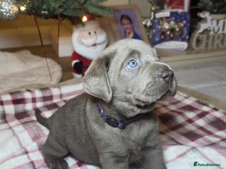 Labrador Retriever dogs Silver Labrador Puppy - Fully Health Tested - Advert 4