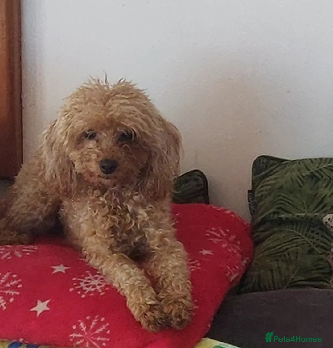 Toy Poodle dogs for sale: Handsome and health check Toy poodle boy - Advert 1