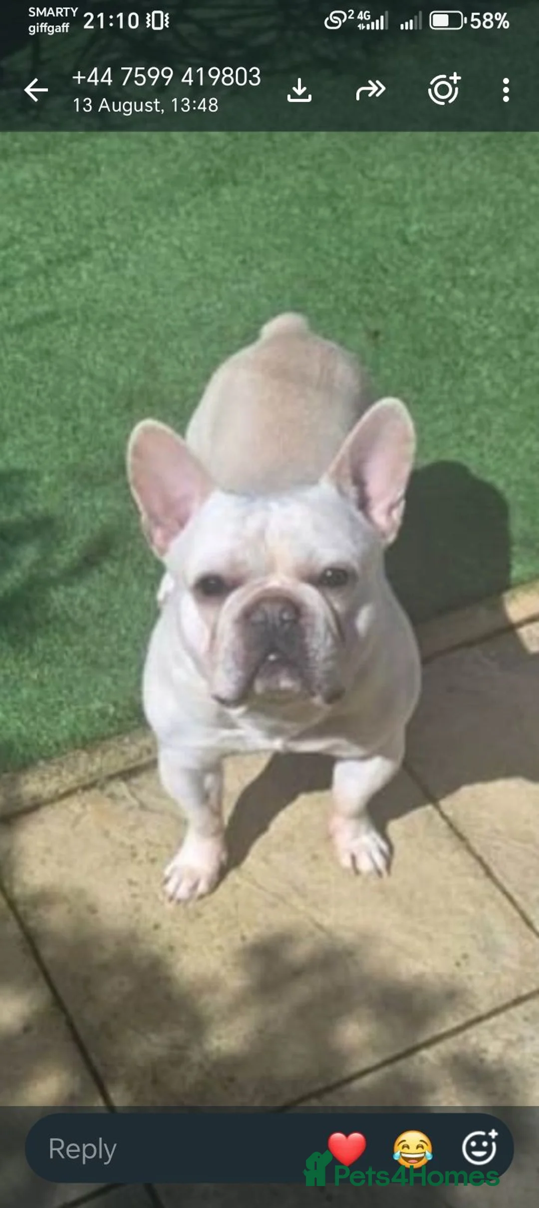 French Bulldog dogs for sale: Ronnie - Advert 2