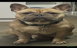 French Bulldog dogs for sale: French Bulldog Blue Fawn , Nico - Image 4
