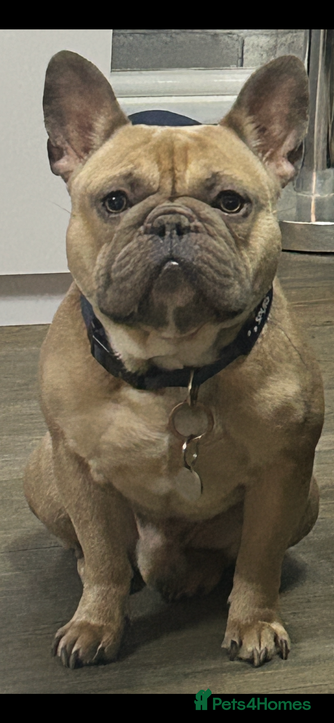 French Bulldog dogs for sale: French Bulldog Blue Fawn , Nico - Image 4
