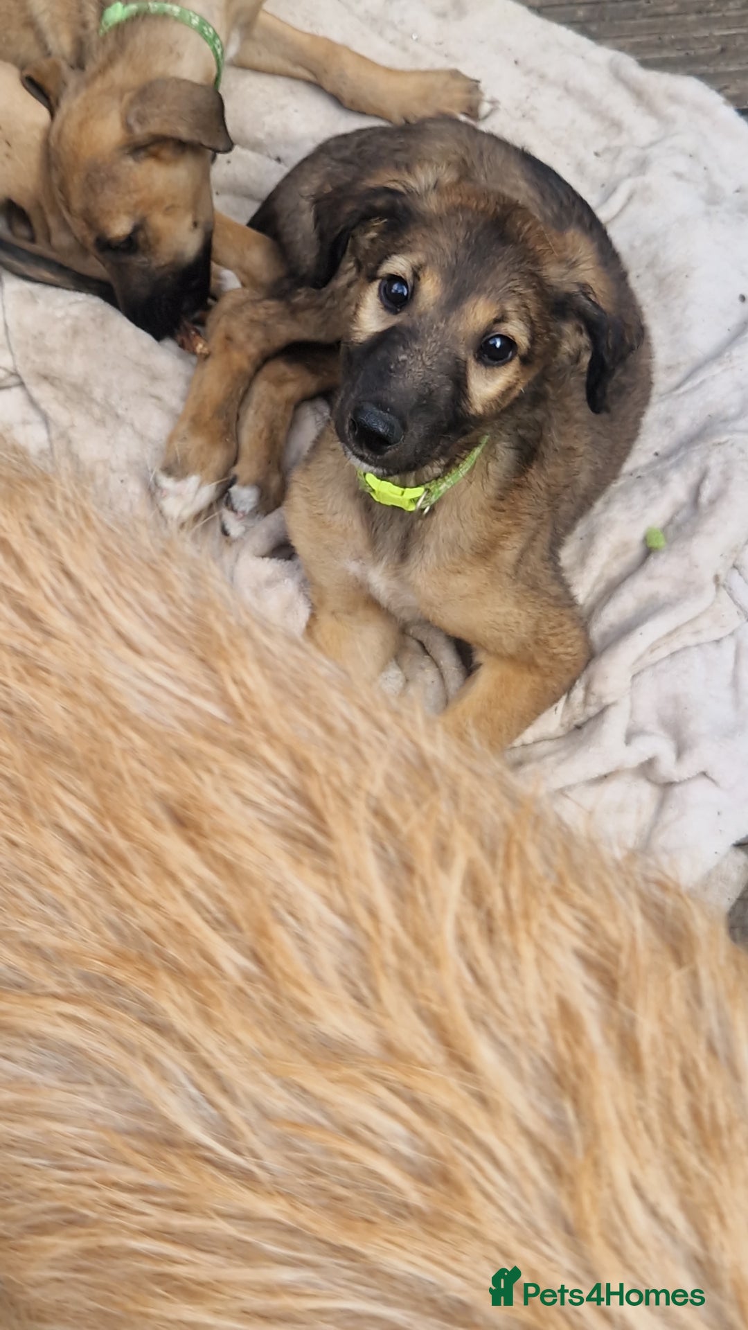 Mixed Breed dogs for sale: Lurcher puppies  - Image 2