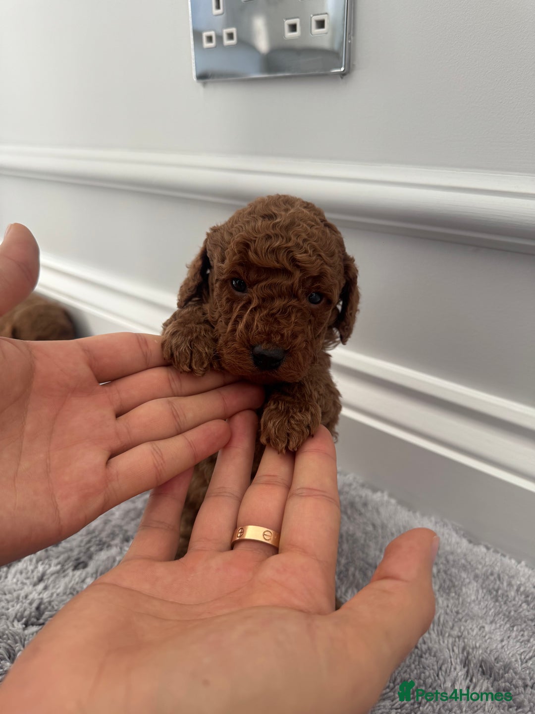 Cockapoo dogs for sale: ✨ Stunning F1b Cockerpoo Puppies Available ✨ - Advert 12