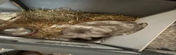 Mini Lion Lop rabbits for sale: Rabbit  - Advert 3