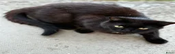 Mixed Breed cats for sale: Urgent rehoming adoption 3 beautiful juvenile cats - Advert 5
