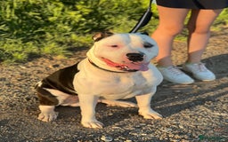 American Bully dogs for sale: Beautiful American bully - Image 3