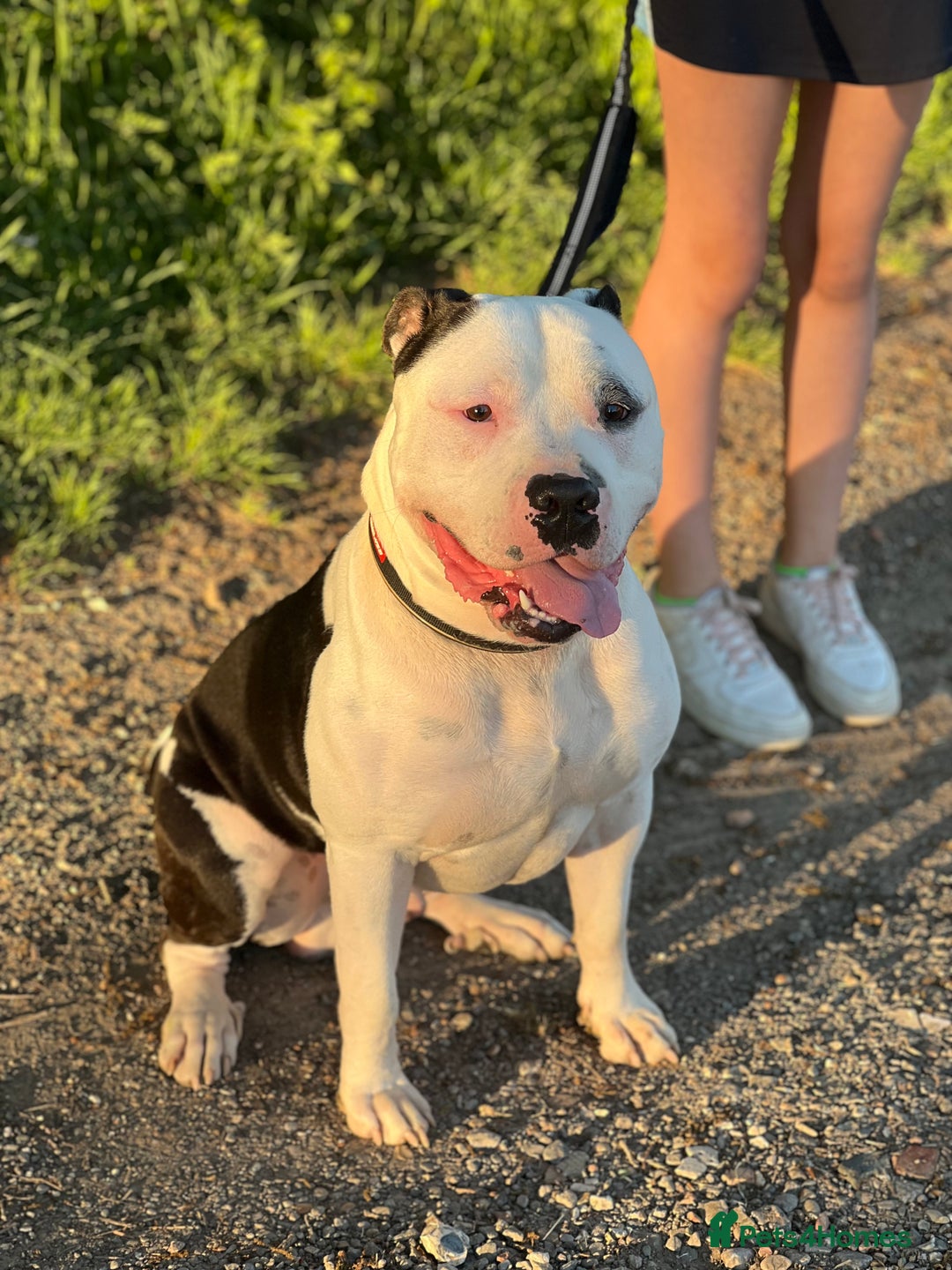 American Bully dogs for sale: Beautiful American bully - Image 3