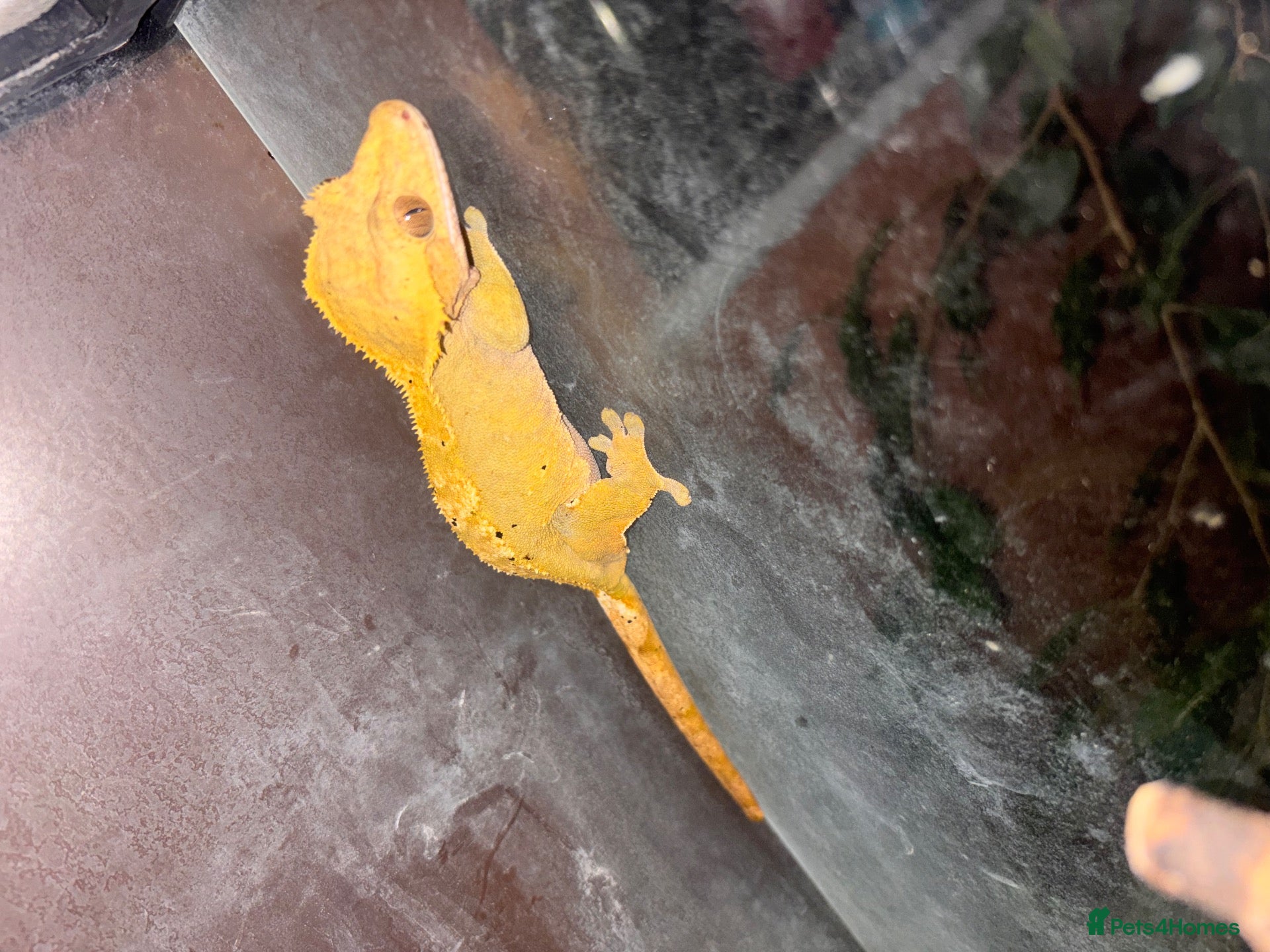 Gecko reptiles Crested Gecko Bio Active Set Up  - Advert 14