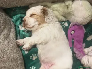 Clumber Spaniel dogs Gentle & Home Raised Clumber Pups Ready. - Advert 4